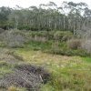 The Gully, Katoomba, 2012